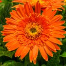Light Orange African Gerbera Jamesonii Transvaal Daisy 1000 PCS Seeds