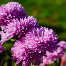 Light Purple White Color Chrysanthemum 100 PCS Seeds Light Purple White Color Chrysanthemum 100 PCS Seeds
