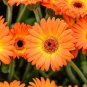 Light Orange African Gerbera Jamesonii Transvaal Daisy 100 PCS Seeds