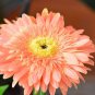 Light Orange African Gerbera Jamesonii Transvaal Daisy 100 PCS Seeds