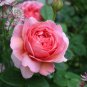 Light Fragrant 'Garnet' Rose Bonsai Flowers 50 PCS Seeds