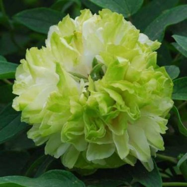 Light Green Peony Tree Flower ball type big blooms garden plants 5 PCS Seeds