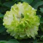 Light Green Peony Tree Flower ball type big blooms garden plants 5 PCS Seeds