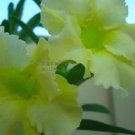Light Green Adenium Desert Rose 20 PCS Seeds