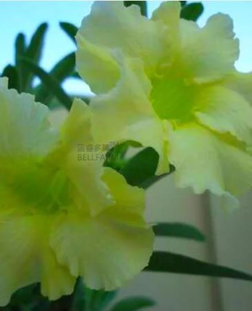 Light Green Adenium Desert Rose 20 PCS Seeds