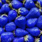 Light Blue Strawberry Hybrid Giant Juicy Potted Fruit 300 PCS Seeds