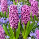 Light Purple Hyacinth Bulb 1 PCS Seeds
