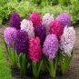 Light Purple Hyacinth Bulb 1 PCS Seeds