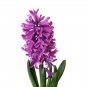 Light Purple Hyacinth Bulb 1 PCS Seeds
