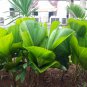 Licuala grandis Palm Tropical Evergreen Fan-Shaped 10 PCS Seeds