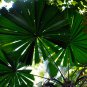 Licuala grandis Palm Tropical Evergreen Fan-Shaped 10 PCS Seeds