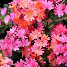Lewisia Cotyledon 'Galaxy Mixed' Flower Bonsai Plant 5 PCS Seeds