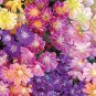 Lewisia Cotyledon 'Galaxy Mixed' Flower Bonsai Plant 5 PCS Seeds