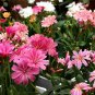 Lewisia Cotyledon 'Galaxy Mixed' Flower Bonsai Plant 5 PCS Seeds
