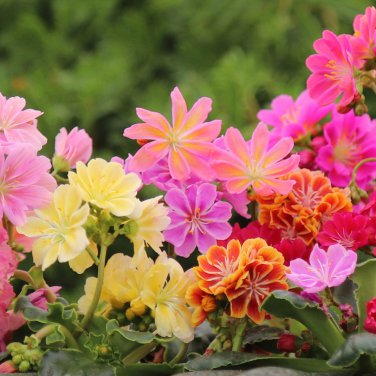 Lewisia Cotyledon 'Galaxy Mixed' Flower 5 PCS Seeds