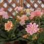Lewisia Cotyledon 'Galaxy Mixed' Flower 5 PCS Seeds
