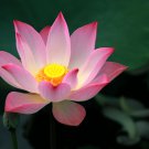 Lewis Pink Nelumbo Nucifera Lotus Flower Pond Plant 1 PCS Seeds