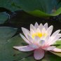 Lewis Pink Nelumbo Nucifera Lotus Flower Pond Plant 1 PCS Seeds
