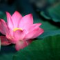 Lewis Pink Nelumbo Nucifera Lotus Flower Pond Plant 1 PCS Seeds