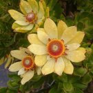 Leucadendron STROBILINUM Garden Ornamental Plants 5 PCS Seeds