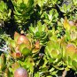 Leucadendron STROBILINUM Garden Ornamental Plants 5 PCS Seeds