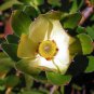 Leucadendron STROBILINUM Garden Ornamental Plants 5 PCS Seeds