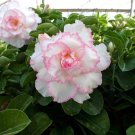 Light Pink Aniumde Obesum Desert Rose 2 PCS Seeds