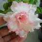 Light Pink Aniumde Obesum Desert Rose 2 PCS Seeds