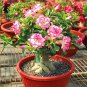Light Pink Adenium Perennial Garden Bonsai 2 PCS Seeds