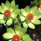 Leucadendron Mix Garden Ornamental Plants 20 PCS Seeds Leucadendron Mix Garden Ornamental Plants 20 PCS Seeds