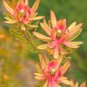 Leucadendron Mix Garden Ornamental Plants 20 PCS Seeds