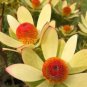 Leucadendron Mix Garden Ornamental Plants 20 PCS Seeds