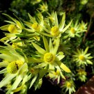 Leucadendron ULIGINOSUM Garden Ornamental Plants 5 PCS Seeds