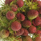 Leucadendron TERETIFOLIUM Garden Ornamental Plants 5 PCS Seeds