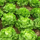 Lettuce 'Tomy Thumb' Organic Vegetable 500 PCS Seeds Lettuce 'Tomy Thumb' Organic Vegetable 500 PCS Seeds