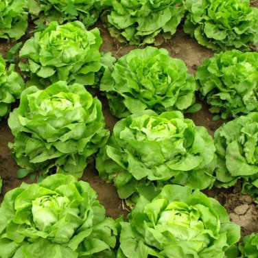 Lettuce 'Tomy Thumb' Organic Vegetable 500 PCS Seeds