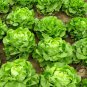 Lettuce 'Tomy Thumb' Organic Vegetable 500 PCS Seeds
