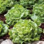 Lettuce 'Tomy Thumb' Organic Vegetable 500 PCS Seeds