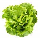 Lettuce Fast Growing Vegetable Organic 200 PCS Seeds Lettuce Fast Growing Vegetable Organic 200 PCS Seeds