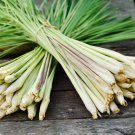 Lemon Grass Herb Edible Lemongrass Kitchen Vegetable 400 PCS Seeds Lemon Grass Herb Edible Lemongrass Kitchen Vegetable 400 PCS Seeds