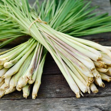 Lemon Grass Herb Edible Lemongrass Kitchen Vegetable 400 PCS Seeds
