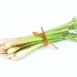 Lemon Grass Herb Edible Lemongrass Kitchen Vegetable 400 PCS Seeds