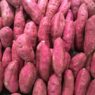 Leguminosae sweet potato 100 PCS Seeds