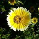Layia Elegans Garden Flowers 30 PCS Seeds