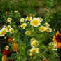 Layia Elegans Garden Flowers 30 PCS Seeds
