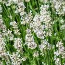 Lavandula angustifolia White Lavender Flower 200 PCS Seeds Lavandula angustifolia White Lavender Flower 200 PCS Seeds