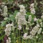 Lavandula angustifolia White Lavender Flower 200 PCS Seeds