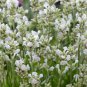 Lavandula angustifolia White Lavender Flower 200 PCS Seeds