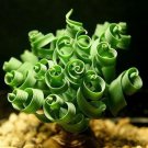 Latifolia Spring Grass Bonsai Albuca Namaquensis Spiral 100 PCS Seeds