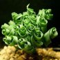 Latifolia Spring Grass Bonsai Albuca Namaquensis Spiral 100 PCS Seeds